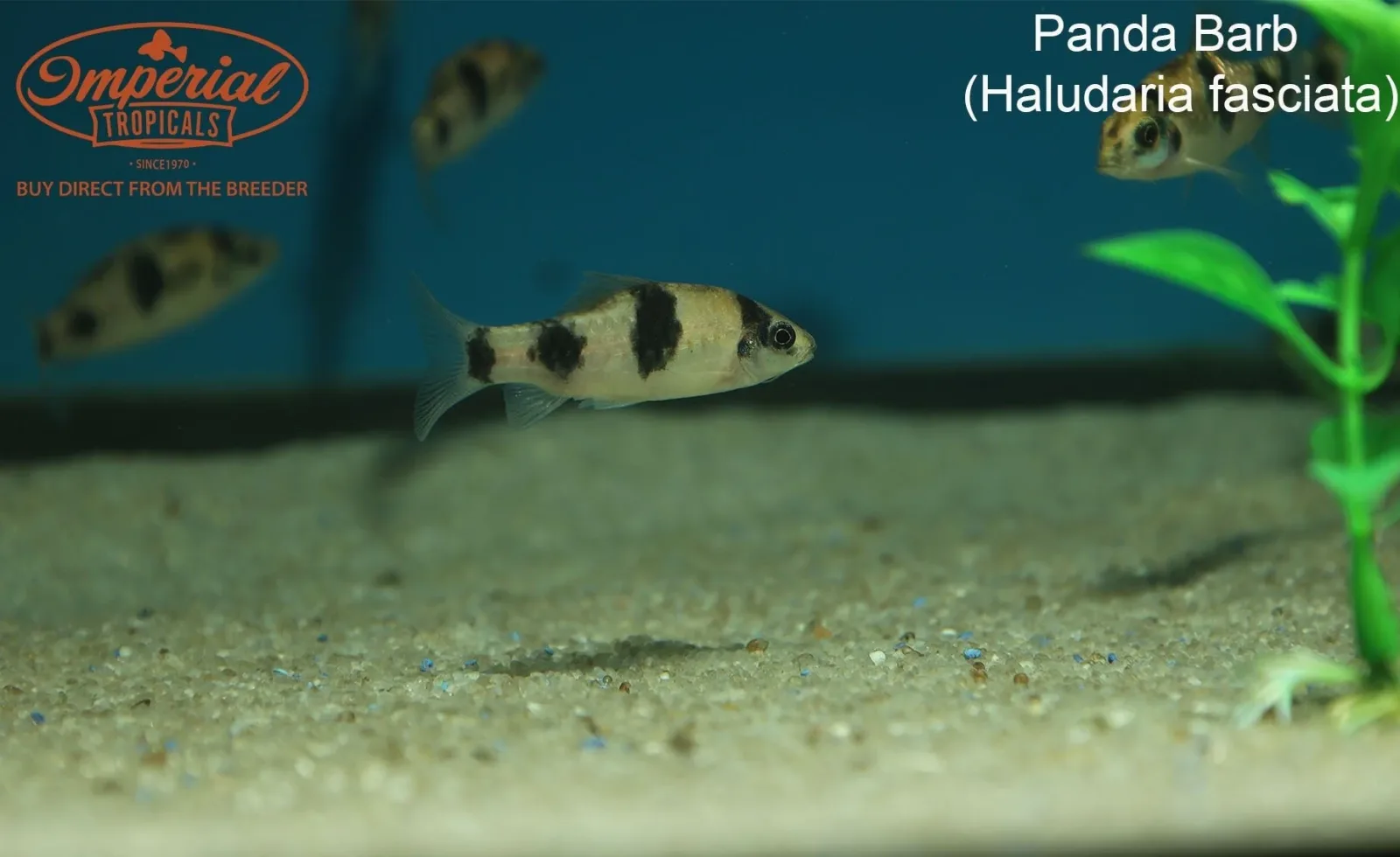 Panda Barb - Image 2