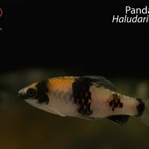 Panda Barb