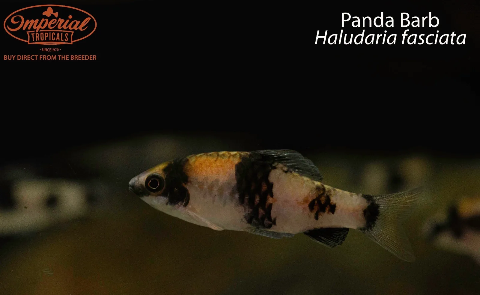 Panda Barb