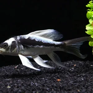 Panda Butterfly Koi (Cyprinus carpio) – Tank-Raised
