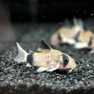 Panda Cory Catfish (Corydoras panda), Tank-Bred