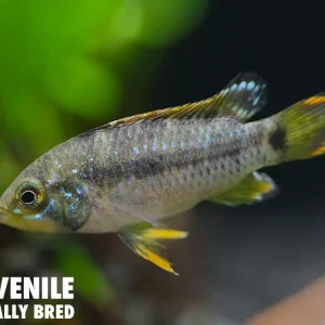 Panda Dwarf Cichlid (Apistogramma nijsseni)