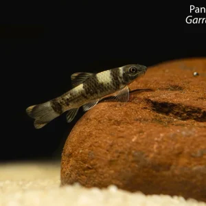 Panda Garra