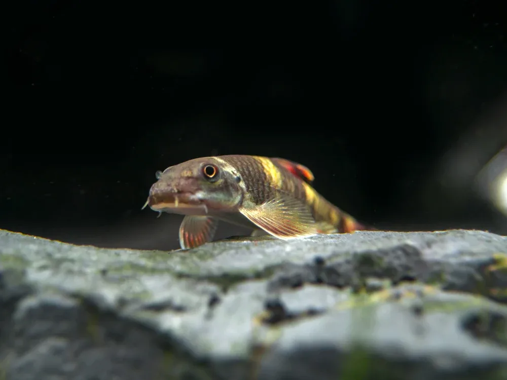 Panda Garra (Garra flavatra), Tank-Bred - Image 2
