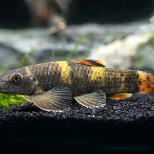 Panda Garra (Garra flavatra), Tank-Bred
