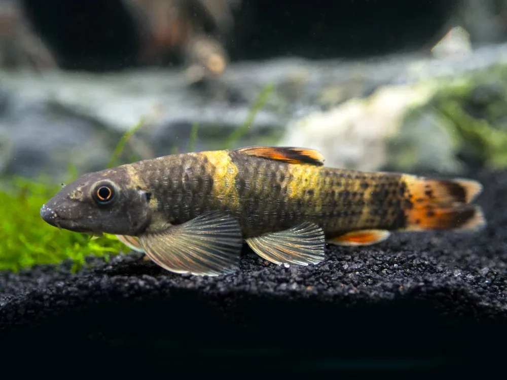 Panda Garra (Garra flavatra), Tank-Bred