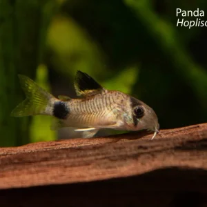Panda Hoplisoma (Hoplisoma panda)