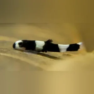Panda Loach