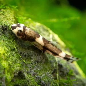 Panda Loach (Yaoshania pachychilus)