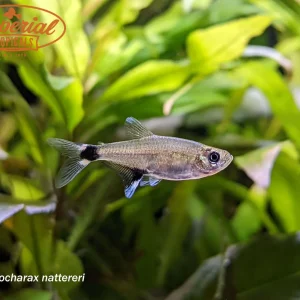 Panda Tetra