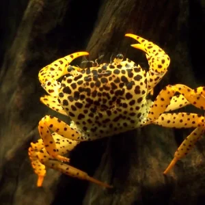 Panther Crab (Parathelphusa pantherina)