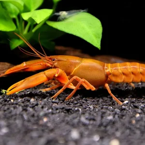 Papuan Orange Tip Crayfish (Cherax snowden)