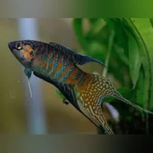 Paradise Fish