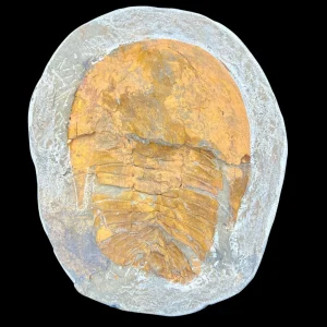 Paradox Trilobite