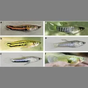 Parae Livebearers (Pair)