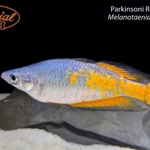 Parkinsoni Rainbowfish