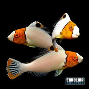 Parrotfish - Bicolor Md