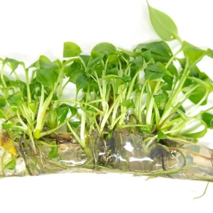 Peace Lily (Spathiphyllum wallisii) Tissue Culture