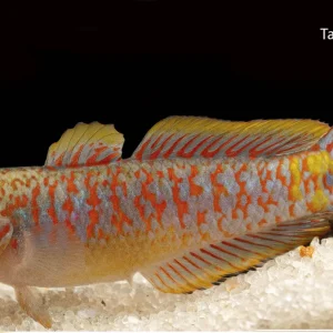 Peacock Gudgeon (Tateurndina ocellicauda)