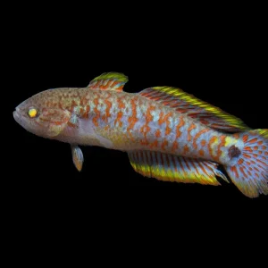 Peacock Gudgeon (Tateurndina ocellicauda), Tank-Bred