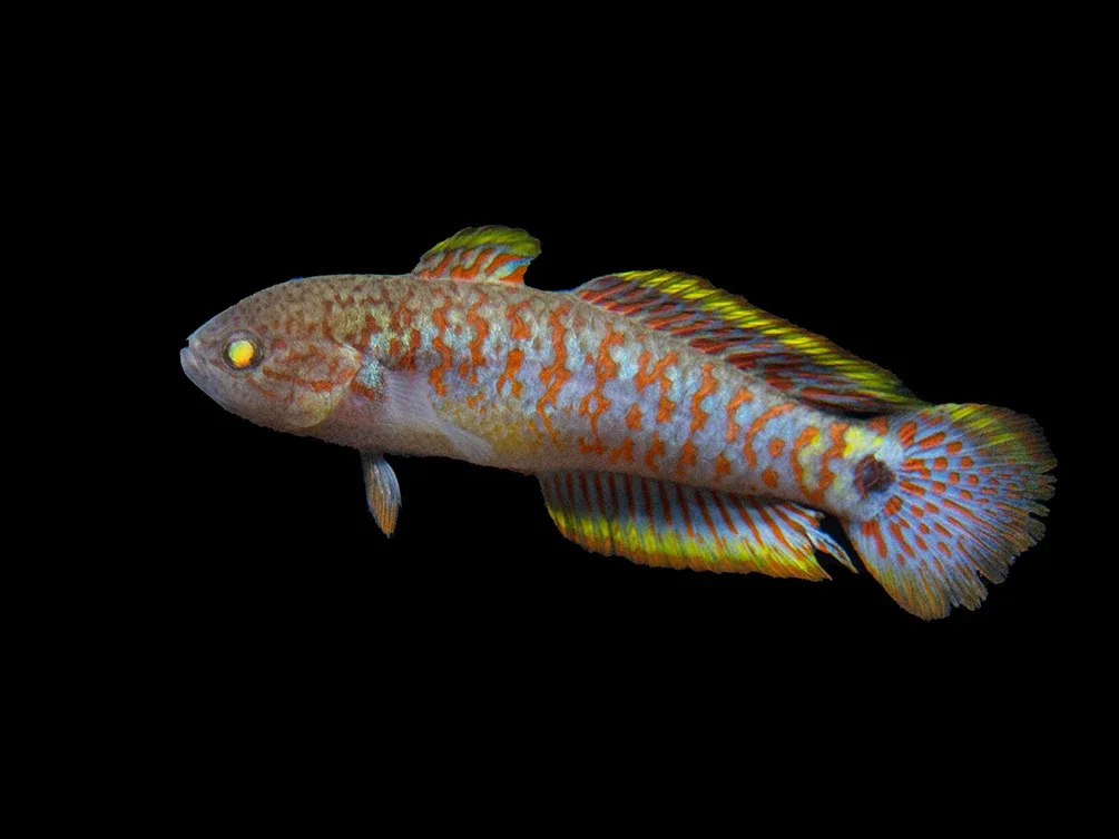 Peacock Gudgeon (Tateurndina ocellicauda), Tank-Bred