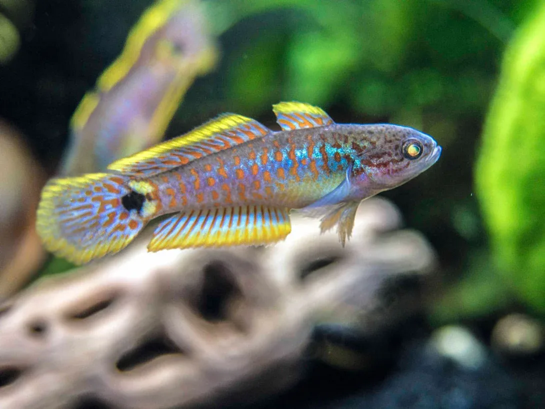 Peacock Gudgeon (Tateurndina ocellicauda), Tank-Bred - Image 2