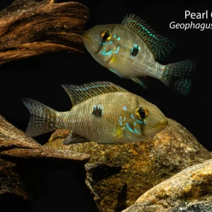 Pearl Cichlid
