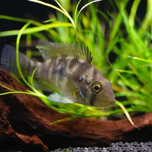 Pearl Cichlid (Geophagus brasiliensis) – Tank Bred