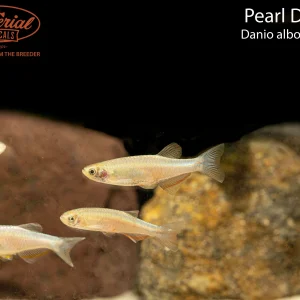 Pearl Danio