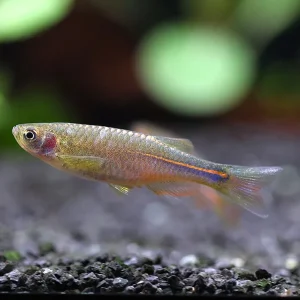 Pearl Danio (Danio albolineatus) – Tank Bred