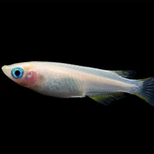 Pearl Galaxy Medaka Ricefish aka Japanese Ricefish/Killifish (Oryzias latipes "Pearl Galaxy") - Tank-Bred!