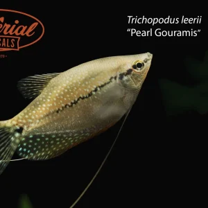 Pearl Gourami