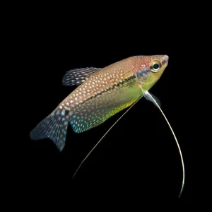 Pearl Gourami (Trichopodus leeri) - Tank-Bred!
