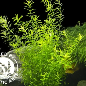 Pearl Weed AKA Pearl Grass AKA Baby Tears (Hemianthus micranthemoides), Bunch, Aquatic Arts Grown!