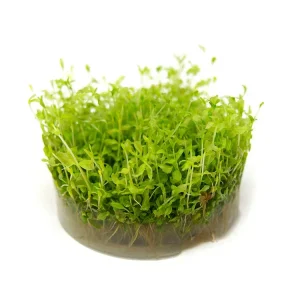 Pearl Weed AKA Pearl Grass AKA Baby Tears (Hemianthus micranthemoides) Tissue Culture