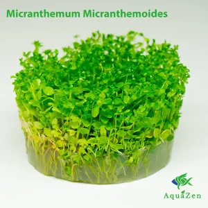 Pearl Weed (Micranthemum Micranthemoides ' Pearl Weed' ) Tissue Culture