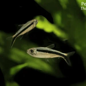 Penguin Tetra