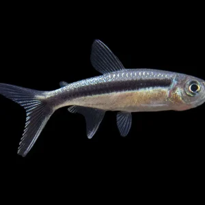 Penguin Tetra (Thayeria boehlkei ) - Tank-Bred!