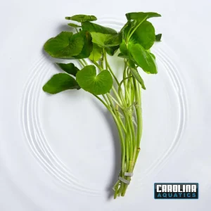 Pennywort Brazilian