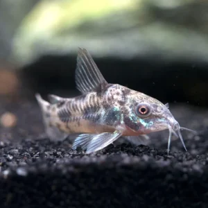 Peppered AKA Blue Leopard AKA Mottled Cory Catfish (Corydoras paleatus), Tank-Bred