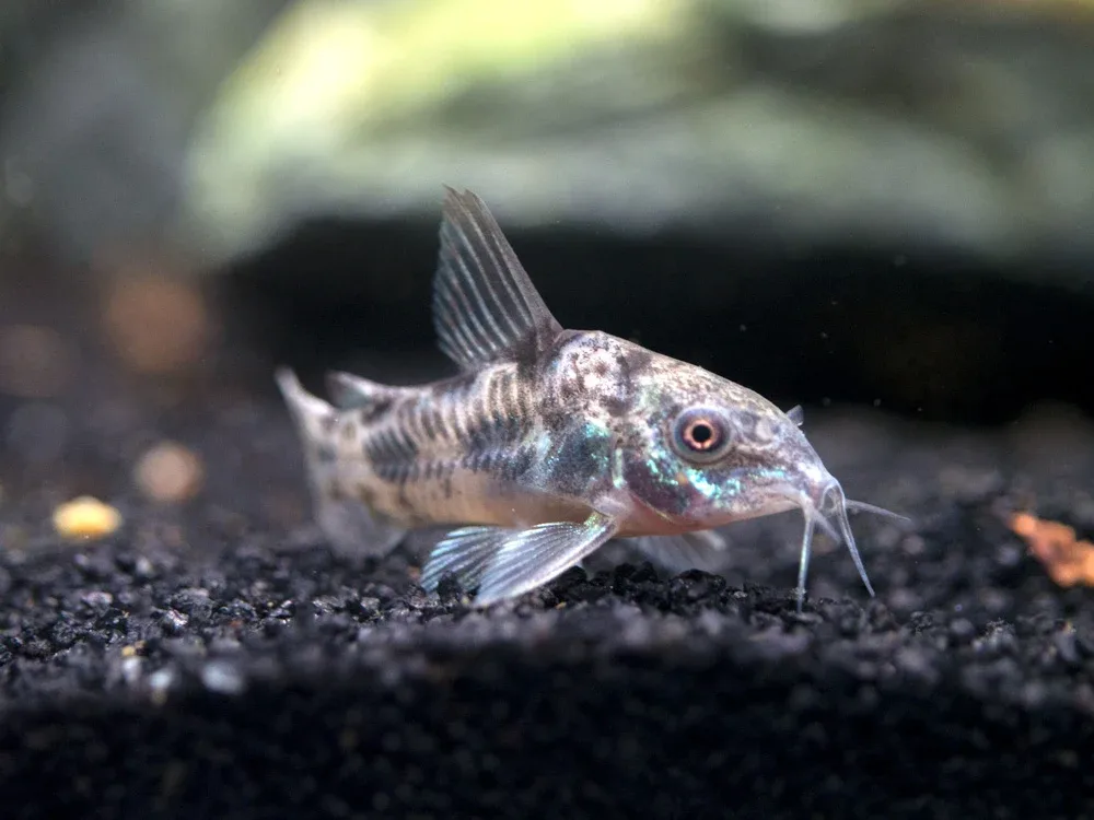 Peppered AKA Blue Leopard AKA Mottled Cory Catfish (Corydoras paleatus), Tank-Bred