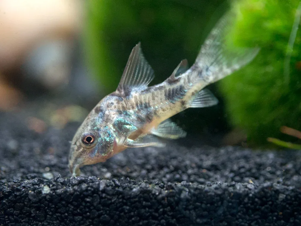 Peppered AKA Blue Leopard AKA Mottled Cory Catfish (Corydoras paleatus), Tank-Bred - Image 2