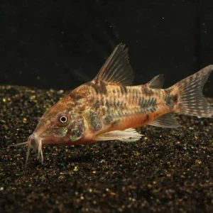 Peppered Hoplisoma