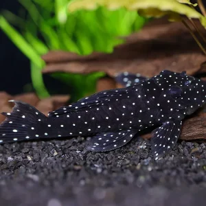 Peppermint Pleco (L030 / L031) (Parancistrus nudiventris) – Brazil