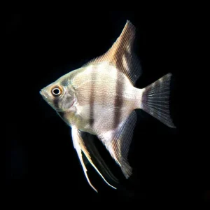 Peruvian Altum Angelfish (Pterophyllum scalare "Peruvian Altum"), Tank-Bred