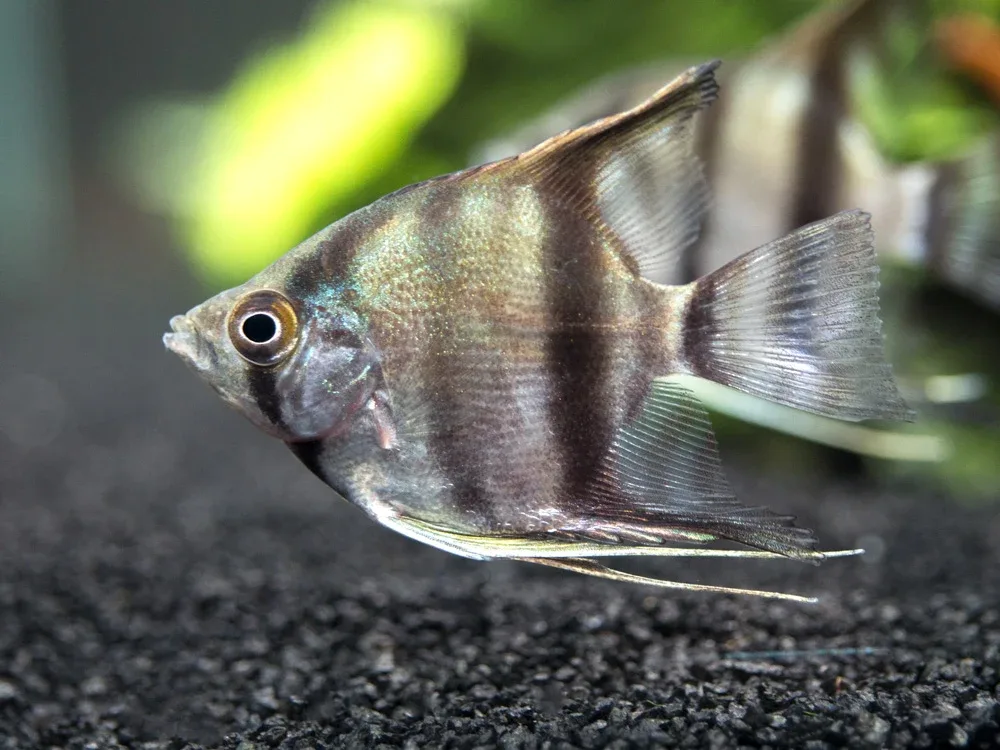 Peruvian Altum Angelfish (Pterophyllum scalare "Peruvian Altum"), Tank-Bred - Image 2