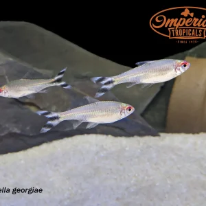Peruvian Rummynose Tetra