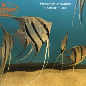 Peruvian Spotted Angelfish