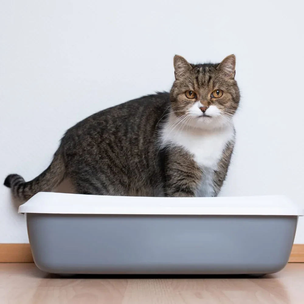 PetCrux Exclusive Organic Pine Wood Scented Cat Litter - Image 2