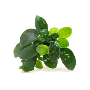 Petite Anubias Nana (Anubias barteri var. “Petite Nana”), Bare Root